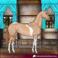 Horse Color:Red Dun Tobiano