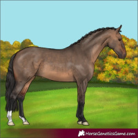 Horse Color:Brown Dun 