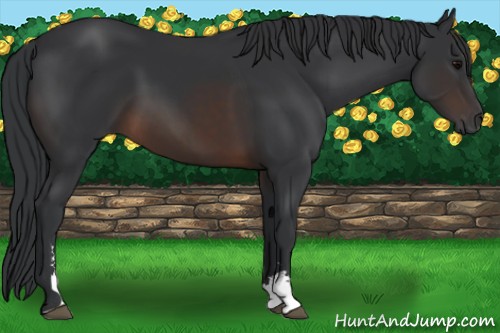 Horse Color:Brown Sabino 