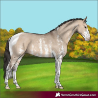 Horse Color:Bay Dun Sabino Tobiano 