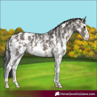 Horse Color:Brown Dun Sabino