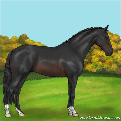 Horse Color:Brown 