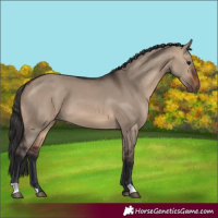 Horse Color:Brown Dun