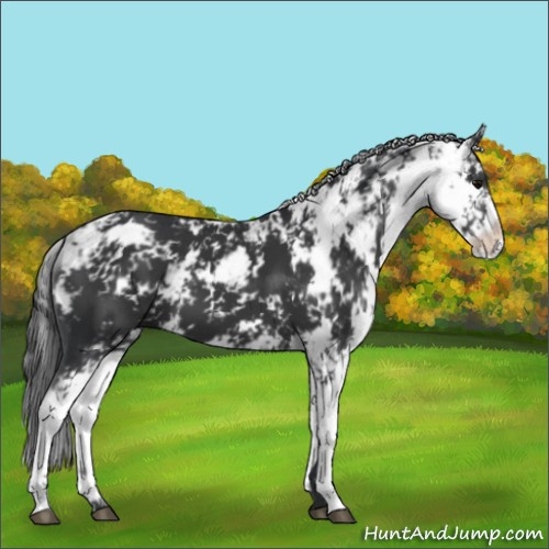 Horse Color:Black Sabino