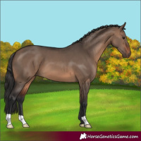 Horse Color:Brown Dun
