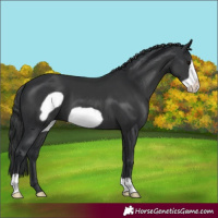 Horse Color:Black Frame