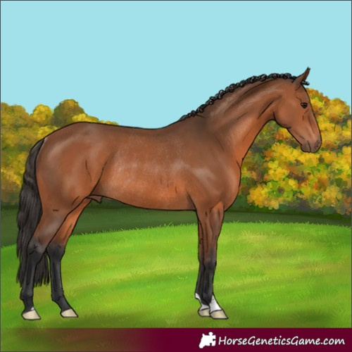 Horse Color:Bay Rabicano 