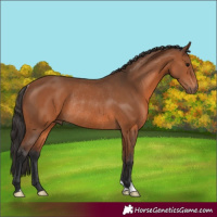 Horse Color:Bay Rabicano 