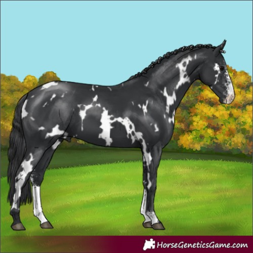 Horse Color:White Spotted Black Sabino 
