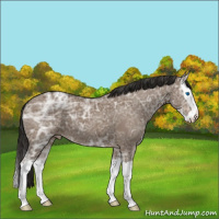 Horse Color:Liver Red Dun Ice Splash Appaloosa 