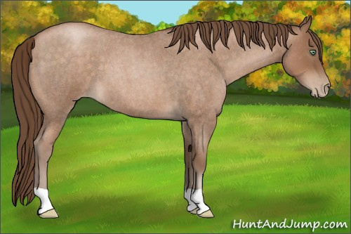 Horse Color:Brown Roan Pearl 