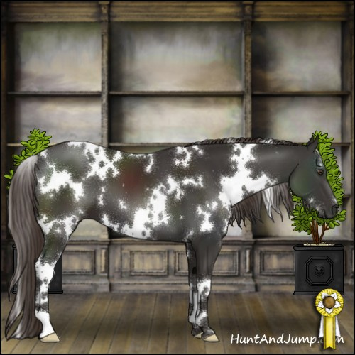 Horse Color:White Spotted Liver Chestnut 