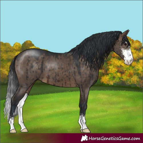 Horse Color:Brown Dun Sabino Brindle 