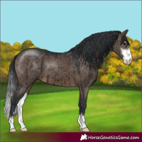 Horse Color:Brown Dun Sabino Brindle 
