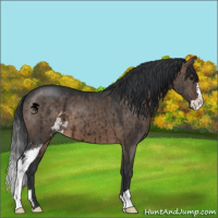 Horse Color:Brown Dun Sabino Brindle 