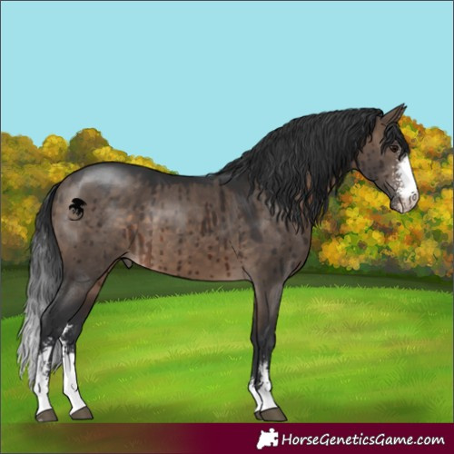 Horse Color:Brown Dun Sabino Brindle 