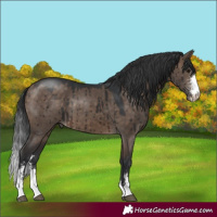 Horse Color:Brown Dun Sabino Brindle