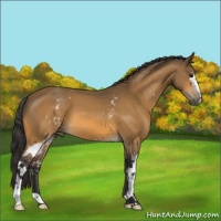 Horse Color:White Spotted Buckskin 