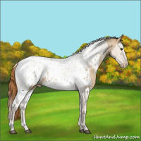Horse Color:Red Dun Splash Tobiano Appaloosa