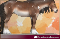 Horse Color:White Spotted Liver Chestnut 