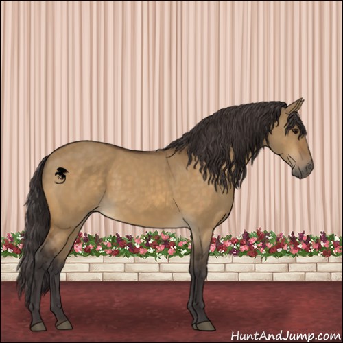 Horse Color:Buckskin Dun 