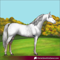 Horse Color:Gray Liver Chestnut  and Gray Liver Chestnut 