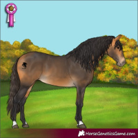 Horse Color:Buckskin 