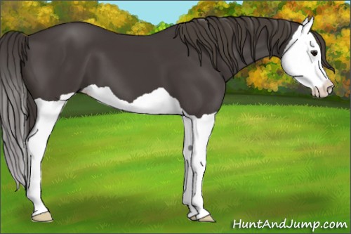 Horse Color:Smoky Black Splash