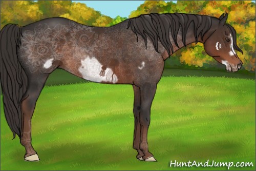 Horse Color:Liver Chestnut Frame 