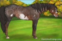 Horse Color:Liver Chestnut Frame 