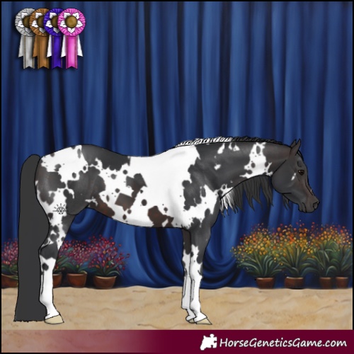 Horse Color:White Spotted Brown 