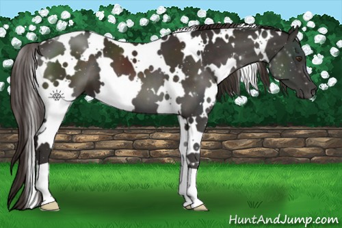 Horse Color:White Spotted Liver Chestnut 