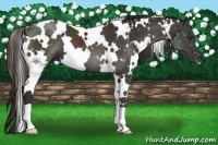 Horse Color:White Spotted Liver Chestnut 