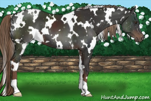 Horse Color:White Spotted Liver Chestnut 