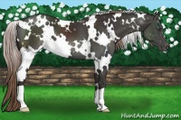 Horse Color:White Spotted Liver Chestnut 