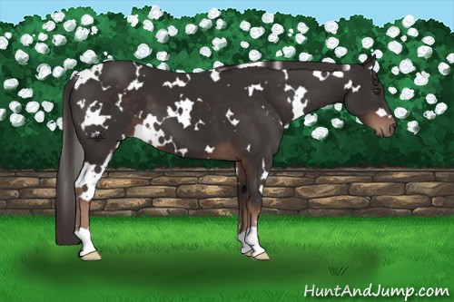 Horse Color:White Spotted Liver Chestnut 