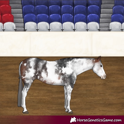 Horse Color:White Spotted Bay 