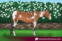 Horse Color:White Spotted Bay 
