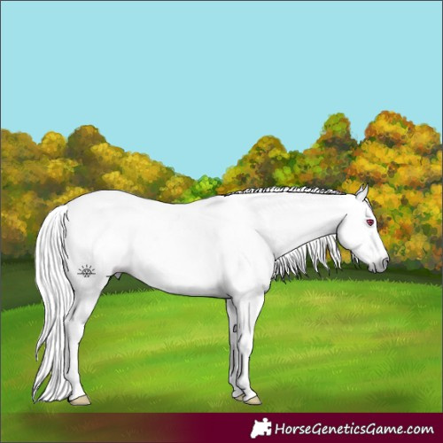 Horse Color:Gray White Spotted Bay Chinchilla 