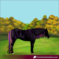 Horse Color:Void Painted Watercolor Red Roan Splash Appaloosa 