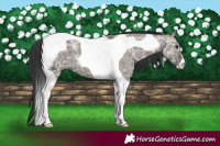 Horse Color:Grullo Ice Tobiano