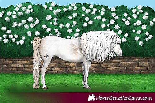 Horse Color:Gray Palomino Tobiano