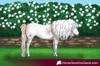 Horse Color:Gray Palomino Tobiano