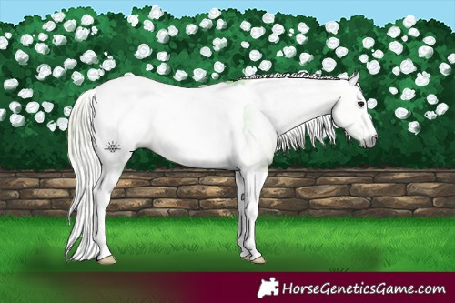 Horse Color:Gray Watercolor Silver Bay Tobiano Appaloosa 