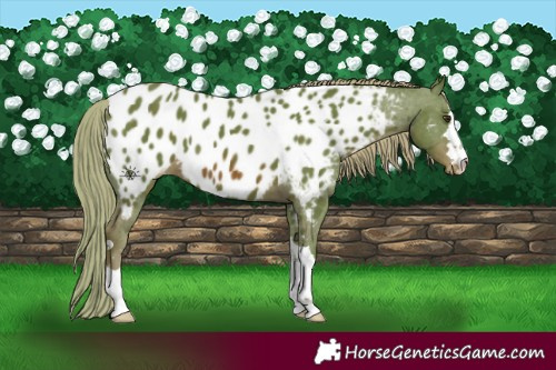 Horse Color:Watercolor Chestnut Appaloosa