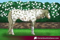 Horse Color:Watercolor Chestnut Appaloosa 