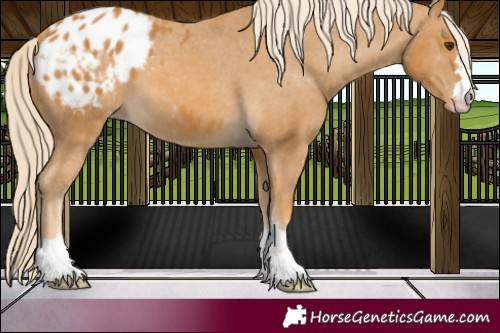 Horse Color:Palomino Appaloosa 