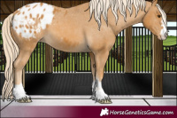 Horse Color:Palomino Appaloosa
