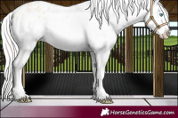 Horse Color:Cremello Appaloosa 