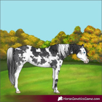 Horse Color:White Spotted Black Splash